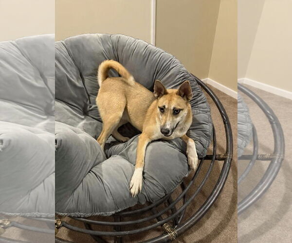 Medium Photo #3 Mutt Puppy For Sale in Westwood, NJ, USA