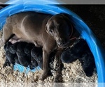 Small Photo #3 Labrador Retriever Puppy For Sale in AIKEN, SC, USA