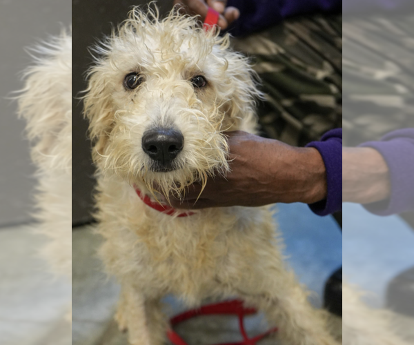 Medium Photo #1 Mutt Puppy For Sale in Brooklyn, NY, USA