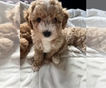 Small #1 Maltipoo-Poodle (Toy) Mix