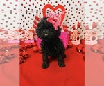 Small Poodle (Miniature)-Poodle (Toy) Mix