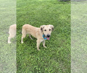 Retriever -Unknown Mix Dogs for adoption in Rockaway, NJ, USA