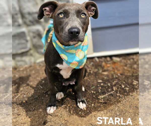 Medium Photo #4 American Staffordshire Terrier-Unknown Mix Puppy For Sale in Maryville, TN, USA