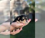 Small #3 Schnauzer (Miniature)