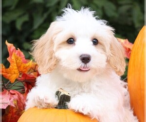 Cavapoo Puppy for sale in JONES, MI, USA