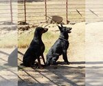 Small Photo #2 Mutt Puppy For Sale in Parlier, CA, USA