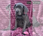Small #1 Cane Corso