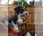 Small #6 Schnauzer (Miniature)