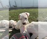 Small Photo #3 Dogo Argentino Puppy For Sale in CAPE CORAL, FL, USA