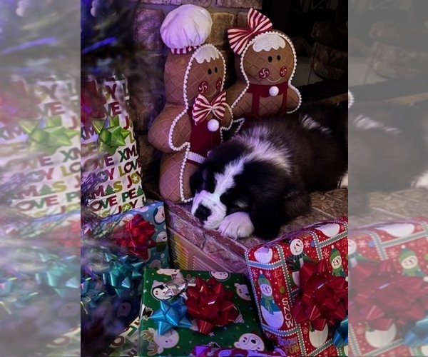 Medium Photo #5 Saint Bernard Puppy For Sale in COLORADO SPRINGS, CO, USA