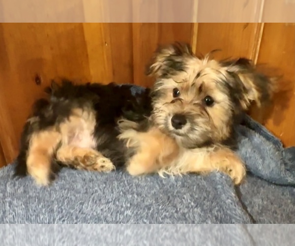 Medium Photo #1 Morkie Puppy For Sale in SILVER LAKE, IN, USA