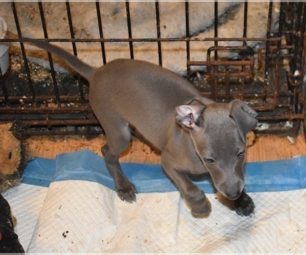 Medium Photo #1 Italian Greyhound Puppy For Sale in GRAHAM, WA, USA
