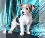 Small #3 Morkie