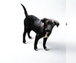 Small #7 Labrador Retriever Mix