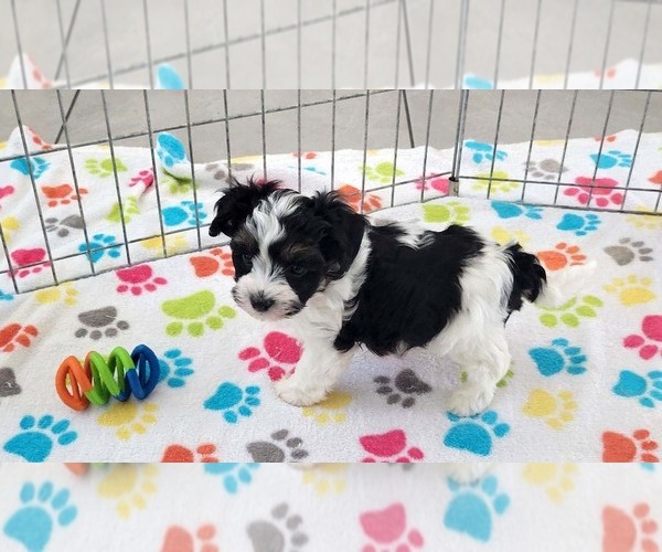 Medium Photo #3 Havashire Puppy For Sale in ORO VALLEY, AZ, USA