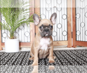 French Bulldog Puppy for sale in NAPLES, FL, USA