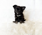Small #1 Chihuahua
