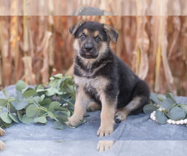 Medium Photo #2 German Shepherd Dog Puppy For Sale in FREDERICKSBURG, OH, USA