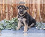 Small #1 German Shepherd Dog