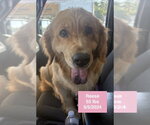 Small #10 Golden Retriever