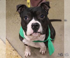 Lil Bit - Female Mutt Dog for Adoption - Photo #4