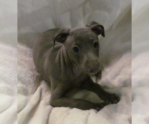Italian Greyhound Puppy for sale in GRAHAM, WA, USA