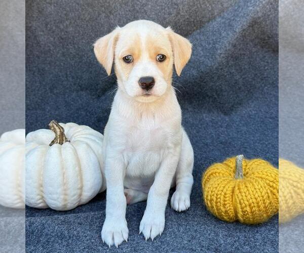 Medium Photo #1 Colonial Cocker Spaniel-Unknown Mix Puppy For Sale in San Diego, CA, USA