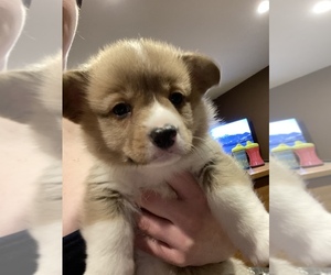 Pembroke Welsh Corgi Puppy for sale in NORTH JUDSON, IN, USA