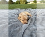 Small Photo #17 Labrador Retriever Puppy For Sale in FREDERICKSBG, OH, USA