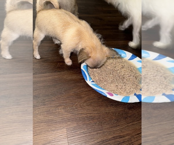 Medium Photo #6 Mal-Shi-YorkiePoo Mix Puppy For Sale in ATLANTA, GA, USA