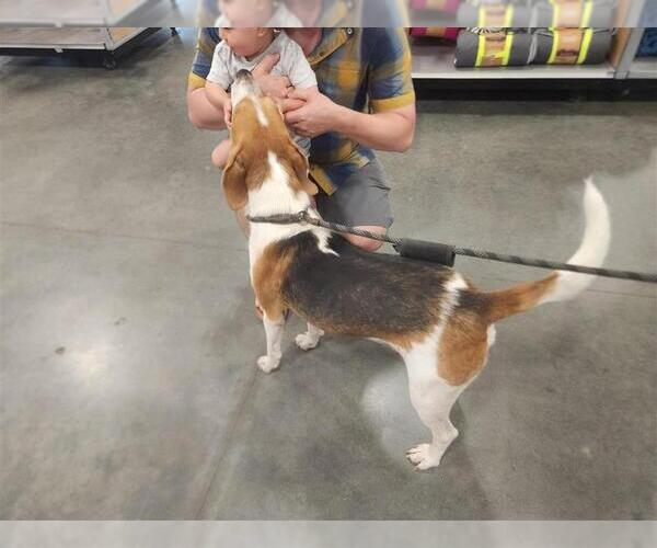 Medium Photo #19 Mutt Puppy For Sale in Murfreesboro, NC, USA