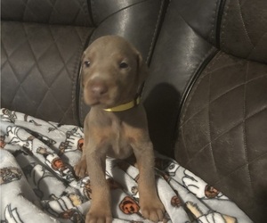 Medium Doberman Pinscher