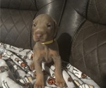 Puppy Puppy 5 Doberman Pinscher