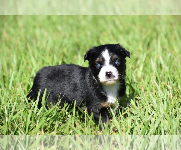 Medium Photo #4 Miniature Australian Shepherd Puppy For Sale in PALM COAST, FL, USA
