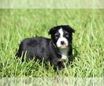Small #3 Miniature Australian Shepherd