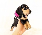 Small #9 Dachshund