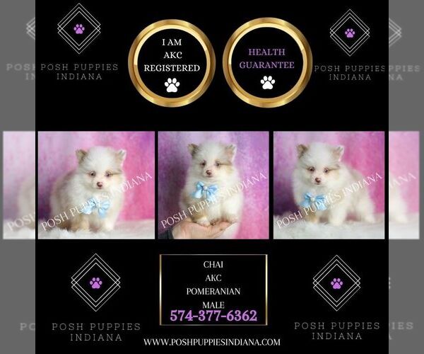 Medium Photo #33 Pomeranian Puppy For Sale in WARSAW, IN, USA