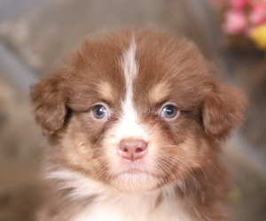 Australian Shepherd Puppy for sale in WESTFIELD, MA, USA