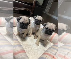 Pug Puppy for sale in HESPERIA, CA, USA