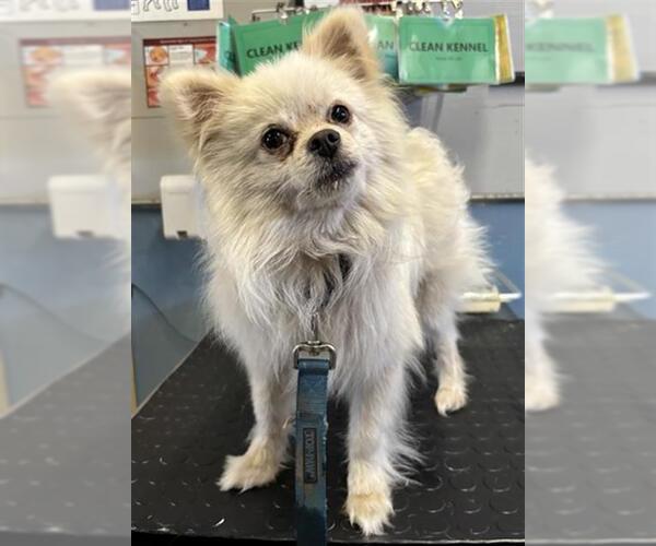 Medium Photo #1 Pomeranian Puppy For Sale in Camarillo, CA, USA
