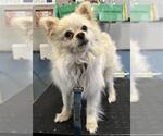 Small Pomeranian