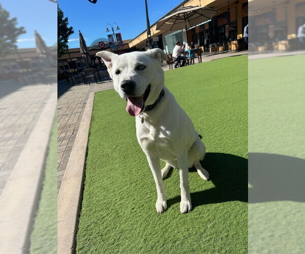 Medium Photo #8 Siberian Husky-Unknown Mix Puppy For Sale in San Diego, CA, USA