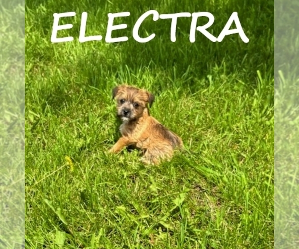 Medium Photo #3 Carkie Puppy For Sale in HARTLAND, MN, USA