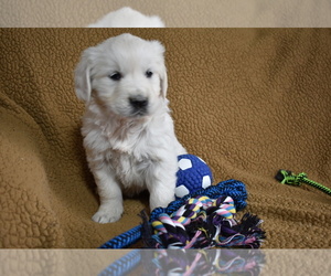 English Cream Golden Retriever Puppy for sale in FREDERICKSBURG, OH, USA