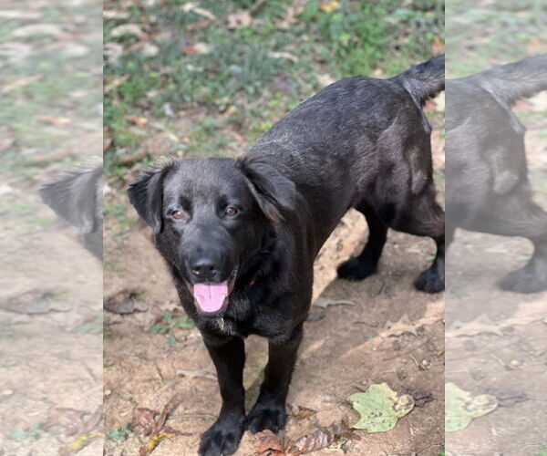 Medium Photo #2  Puppy For Sale in , 