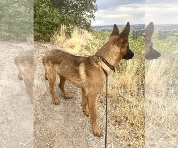 Medium Photo #2 Mutt Puppy For Sale in Sandy, UT, USA
