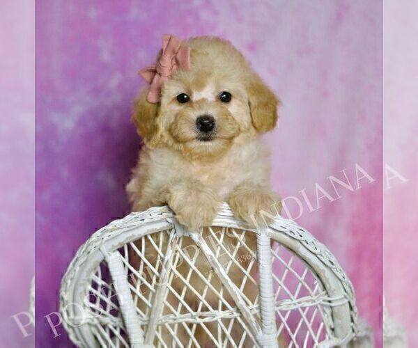 Medium Photo #61 Poodle (Miniature) Puppy For Sale in WARSAW, IN, USA