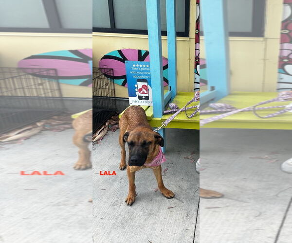 Medium Photo #1 Black Mouth Cur-Unknown Mix Puppy For Sale in Woodland Hills, CA, USA
