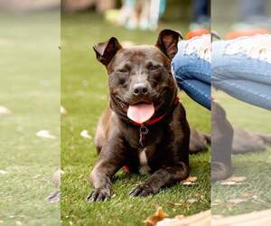 Buddy - Male Mutt Dog for Adoption - Photo #4