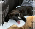 Small #2 Bulldog Mix